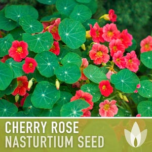 Nasturtium, Cherry Rose Flower Seeds - 25 Heirloom Seeds, Organic, Edible, Salad Garden image 6