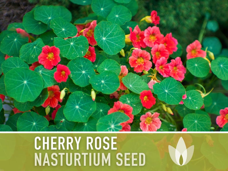 Nasturtium, Cherry Rose Flower Seeds - 25 Heirloom Seeds, Organic, Edible, Salad Garden image 6
