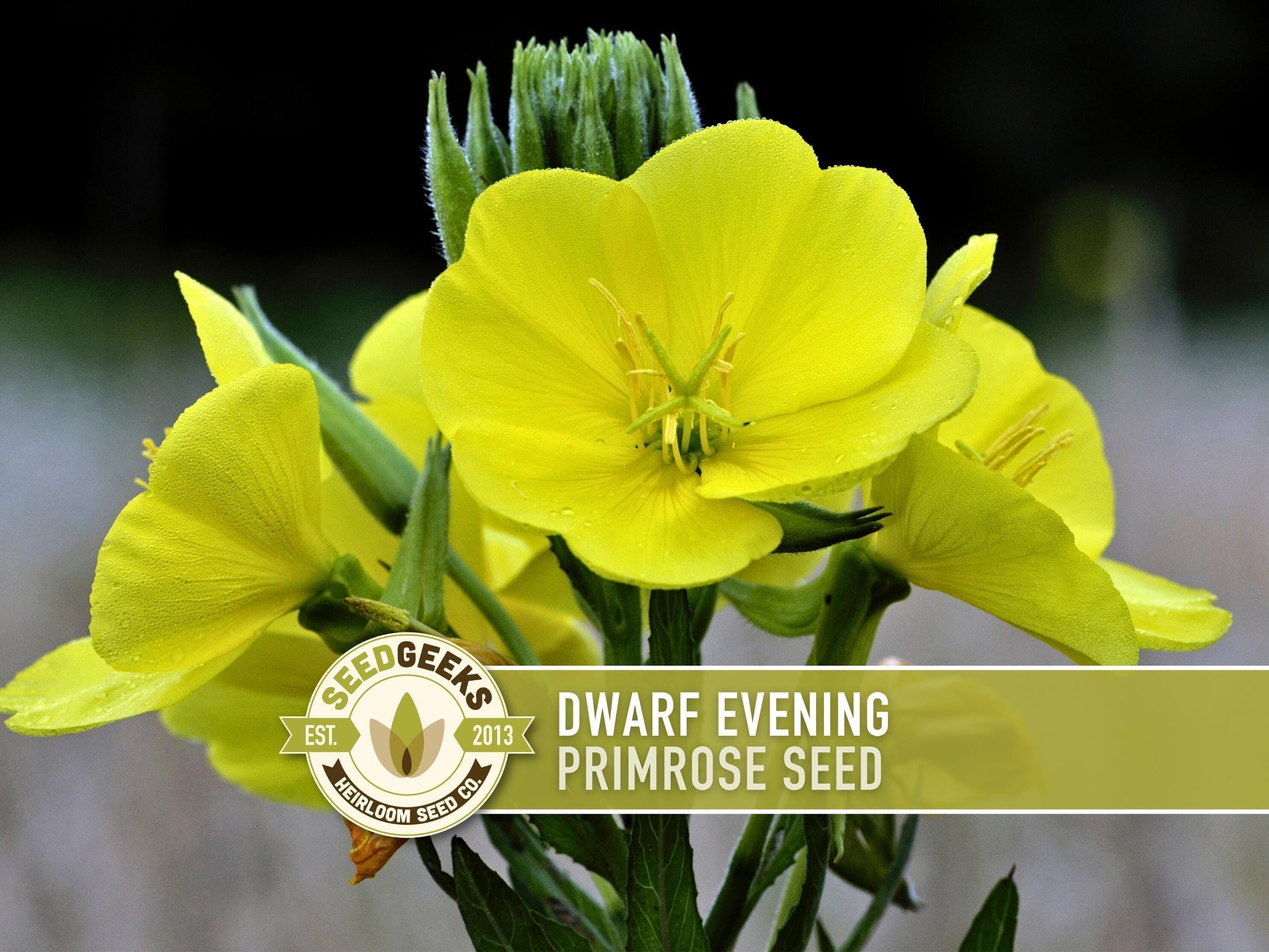 南仏プロバンスクロス「ミモザレモン/ブルー」200✕150 4〜6人 Dwarf Evening Primrose Seeds – Missouri Native Wildflower