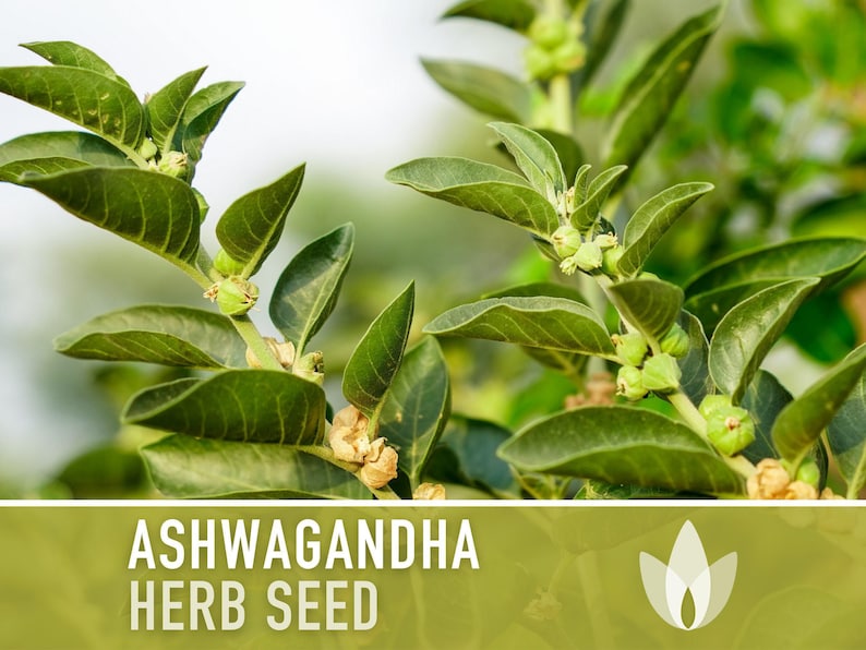 Ashwagandha Herb Seeds | 30+ Seeds, Organic, Heirloom Indian Ginseng, Medicinal, Withania somnifera image 10