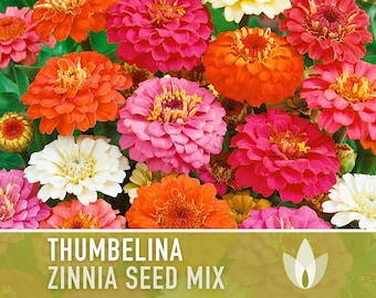 Zinnia, Thumbelina Mix Heirloom Seeds - Flower Seeds, Flower Mix, Dwarf Flowers, Mixed Zinnia