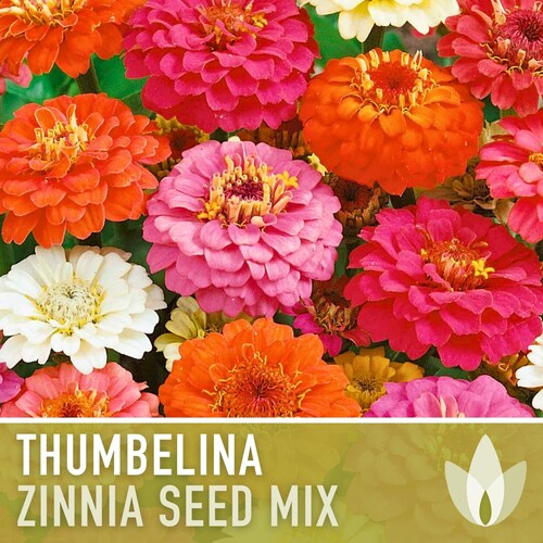 Zinnia, Thumbelina Mix Heirloom Seeds - Flower Seeds, Flower Mix, Dwarf Flowers, Mixed Zinnia