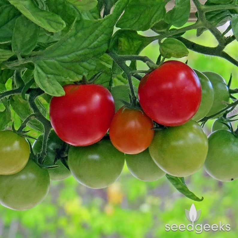 Large Red Cherry Tomato Heirloom Seeds Etsy