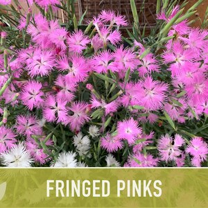 Fringed Pinks Dianthus Seeds – Fragrant Heirloom Flower, Pollinator Garden image 8