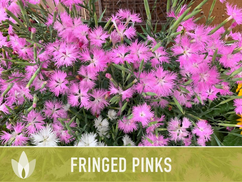 Fringed Pinks Dianthus Seeds – Fragrant Heirloom Flower, Pollinator Garden image 8