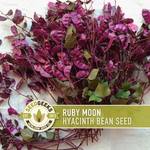 Ruby Moon Hyacinth Bean Seeds | Purple Vines for Trellises, Fences & Pergolas | Heirloom,| 12+ Seeds
