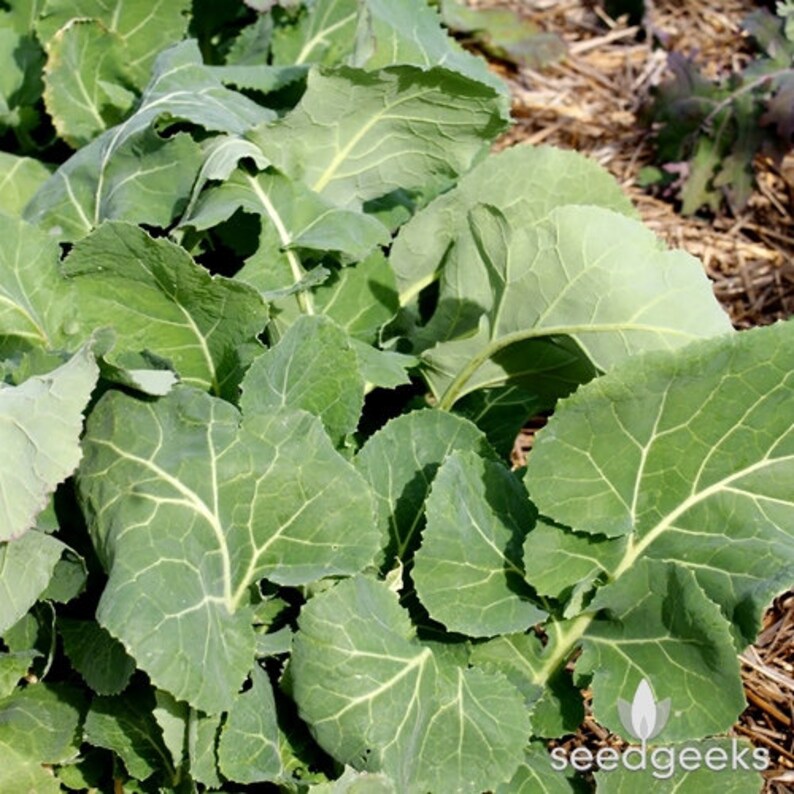 Southern Collards Heirloom Seeds Etsy