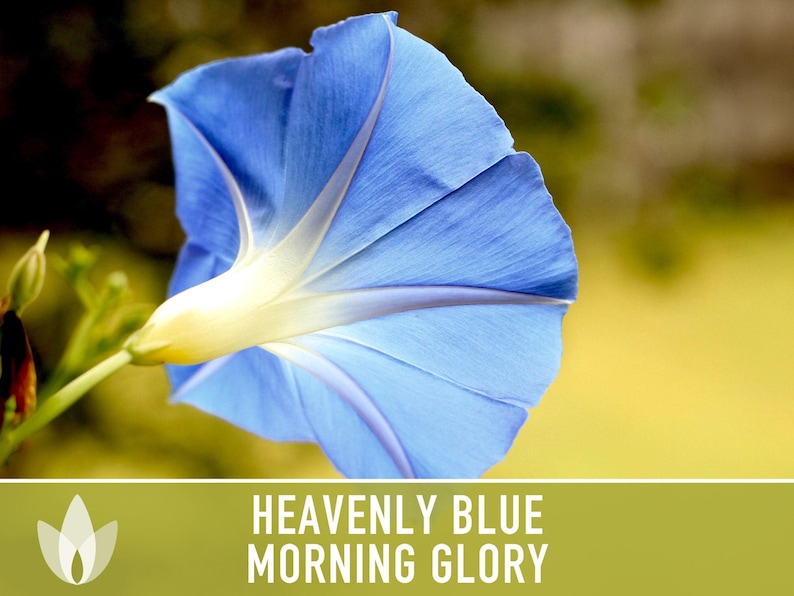 Morning Glory, Heavenly Blue Heirloom Seeds, Flower Seeds, Vine image 6