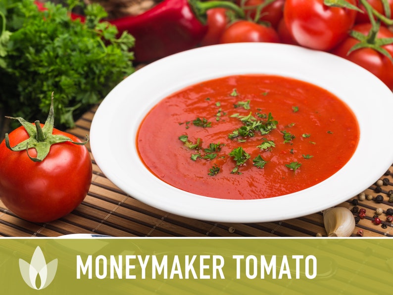 Moneymaker Tomato Seeds Heirloom Seeds, Indeterminate, Slicing Tomato, Sauce Tomato, High Yield, Heat Loving, Salsa Garden, Non-GMO image 3