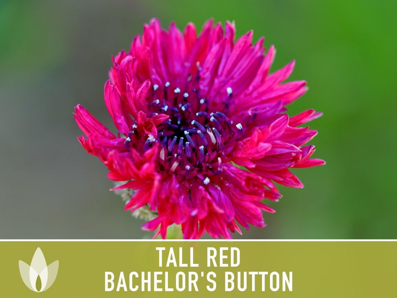SeedGeeks Bachelor's Button Seeds - Thumbnail 3