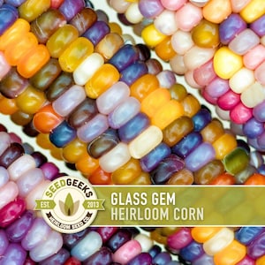 Glass Gem Corn Seeds | 25+ Seeds, Organic, Heirloom, Open Pollinated, Rare, Non-GMO, Zea mays