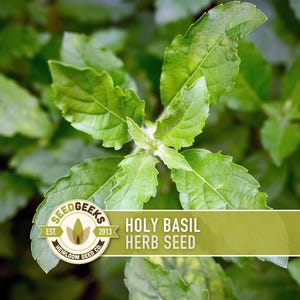 Holy Basil, Tulsi Heirloom Herb Seeds - Culinary Herb, Non-GMO, Open Pollinated