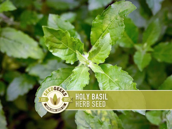 Holy Basil, Tulsi Heirloom Herb Seeds - Culinary Herb, Non-GMO, Open Pollinated