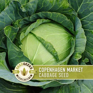 Copenhagen Market Cabbage Seeds – Heirloom, Non-GMO