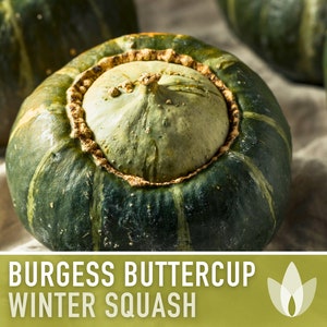 Burgess Buttercup Winter Squash Seeds - Heirloom Seeds, Prized Dessert Squash, Stringless, Vining, Open Pollinated, Non-GMO