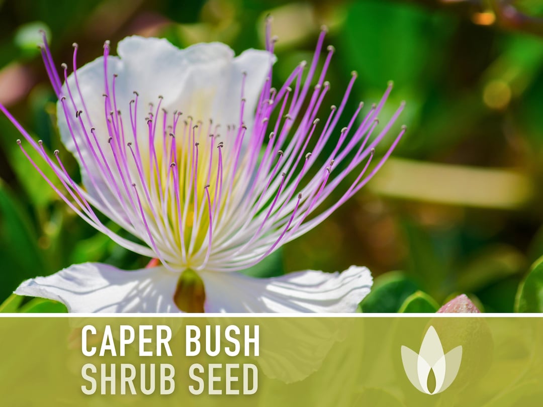 Caper Seeds Heirloom Seeds, Caper Bush Seeds, Medicinal & Culinary Herb