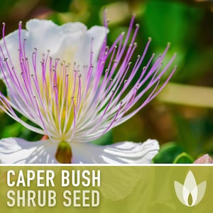 Caper Seeds - Heirloom Seeds, Caper Bush Seeds, Medicinal & Culinary Herb, Capparis Spinosa, Flinders Rose, Evergreen, Non-GMO