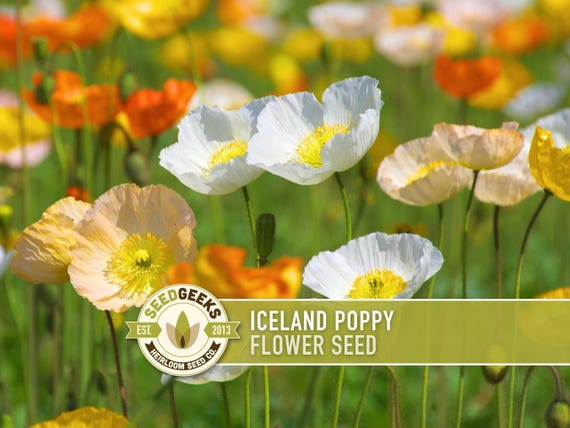Iceland Poppy Seeds – Pastel Flower Mix, Pollinator Friendly