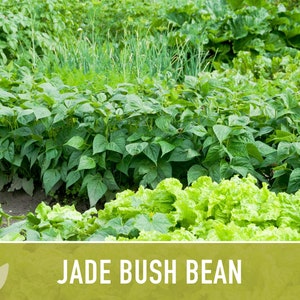 Jade Bush Bean Heirloom Seeds Non-GMO, Open Pollinated, Untreated image 8