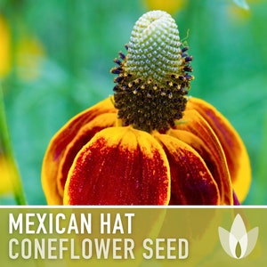 Mexican Hat Coneflower Seeds Heirloom Seeds, Native Wildflower, Prairie Coneflower, Pollinator Friendly, Ratibida Columnifera, Non-GMO image 6