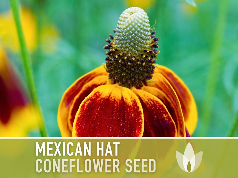 Mexican Hat Coneflower Seeds Heirloom Seeds, Native Wildflower, Prairie Coneflower, Pollinator Friendly, Ratibida Columnifera, Non-GMO image 6