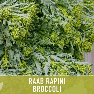 Broccoli Raab Rapini Heirloom Seeds image 11