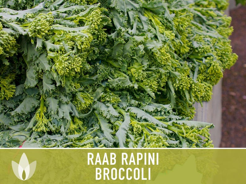 Broccoli Raab Rapini Heirloom Seeds image 11