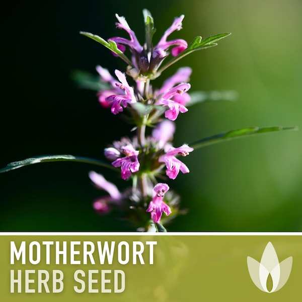 Motherwort Flower Seeds - Heirloom Seeds, Medicinal Herb Seeds, Stress Reduction, Heart Health, Ornamental, Pollinator Garden, OP, Non-GMO