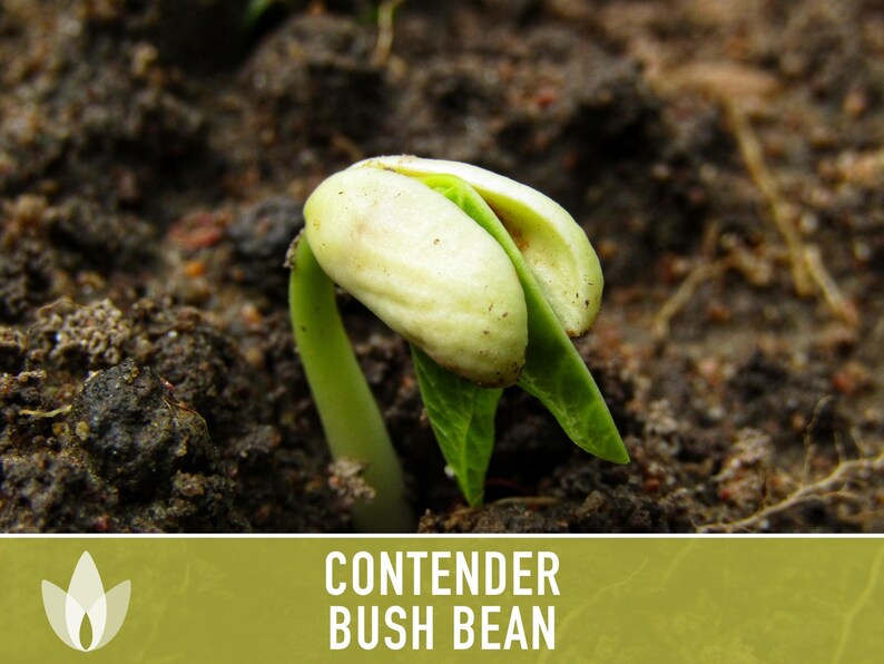 SeedGeeks Contender Bush Bean Seeds - Thumbnail 4