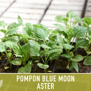 Blue Moon Aster Seeds | 30+ Seeds, Heirloom Pompon, Vibrant Cut Flowers | Callistephus chinensis image 10