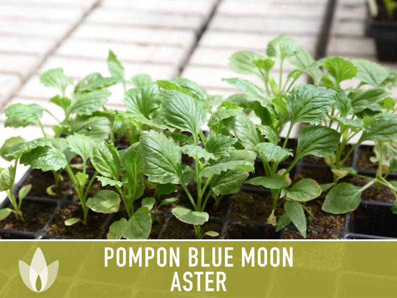 Blue Moon Aster Seeds | 30+ Seeds, Heirloom Pompon, Vibrant Cut Flowers | Callistephus chinensis image 10