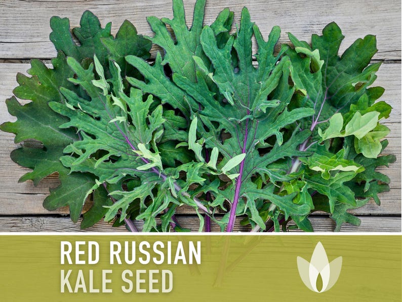 Heirloom Seed Collection for Backyard Chickens – 10 Open Pollinated Varieties image 10