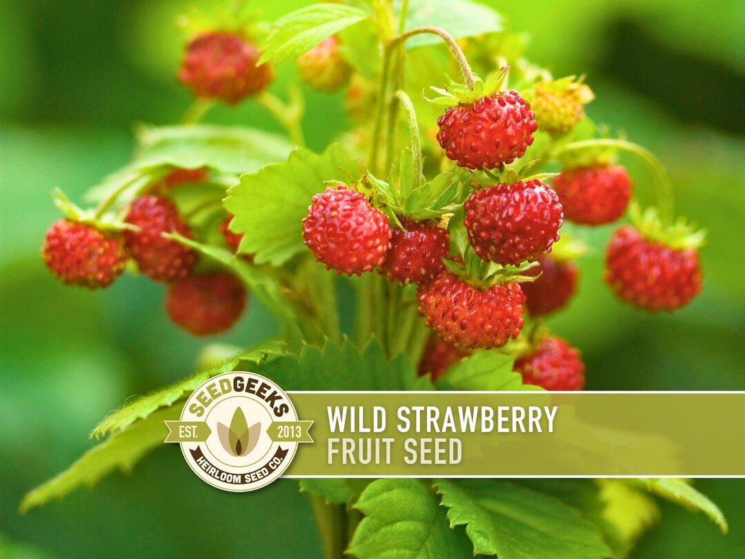 Wild Strawberry Seeds – Heirloom Alpine Variety, Open Pollinated