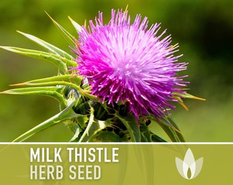 Milk Thistle Herb Seeds - Heirloom Seeds, Medicinal & Culinary Herb, Holy Thistle, Showy Purple Flowers, Detox Herb, Bee Friendly, Non-GMO