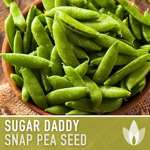 May include: A bowl of fresh, green sugar snap peas. The peas are arranged in a bowl and have a glossy, wet appearance. The text "SUGAR DADDY SNAP PEA SEED" is displayed below the bowl of peas.