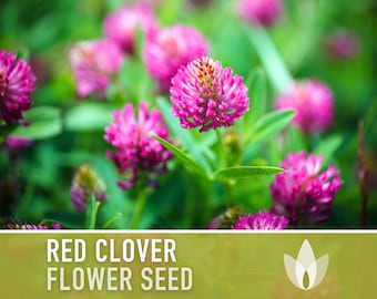 Red Clover Heirloom Seeds - 1 Ounce, Over 5000 Seeds, Sprouting Seeds, Microgreens, Juicing, Cover Crop, Open Pollinated, Non-GMO