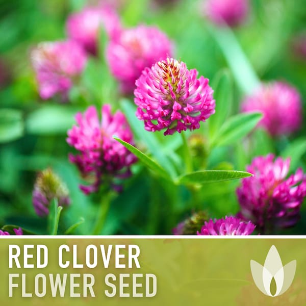 Red Clover Heirloom Seeds - 1 Ounce, Over 5000 Seeds, Sprouting Seeds, Microgreens, Juicing, Cover Crop, Open Pollinated, Non-GMO