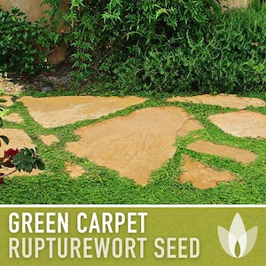 Rupturewort Green Carpet Seeds Heirloom Seeds, Alternative Lawn, Ground Cover, Evergreen, Dense Green Carpet, Open Pollinated, Non-GMO image 4