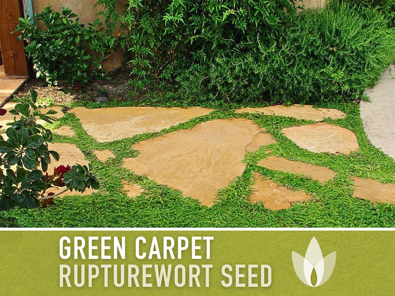 Rupturewort Green Carpet Seeds Heirloom Seeds, Alternative Lawn, Ground Cover, Evergreen, Dense Green Carpet, Open Pollinated, Non-GMO image 4