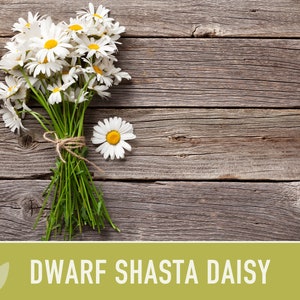 Dwarf Shasta Daisy Flower Seeds Heirloom, Tall Shasta, Edible Flowers, Cut Flowers, Dried Flowers, Container Garden, Cottage Garden image 6