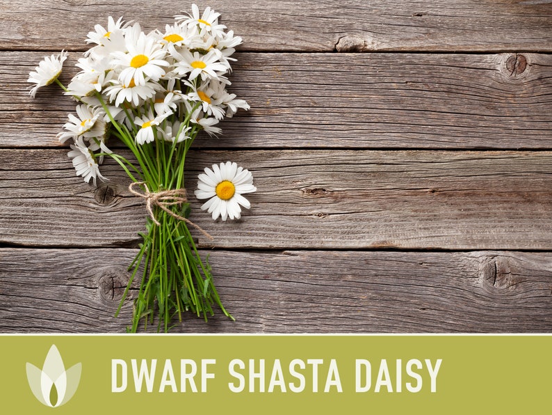 Dwarf Shasta Daisy Flower Seeds Heirloom, Tall Shasta, Edible Flowers, Cut Flowers, Dried Flowers, Container Garden, Cottage Garden image 6