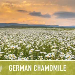 German Chamomile Seeds | 200+ Seeds, Heirloom, Medicinal, Organic | Matricaria chamomilla zdjęcie 9
