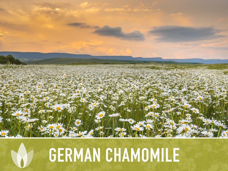 German Chamomile Seeds | 200+ Seeds, Heirloom, Medicinal, Organic | Matricaria chamomilla zdjęcie 9