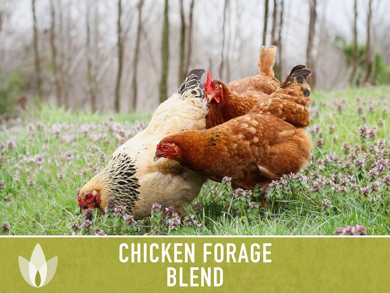 Chicken Forage Blend | 1oz Seeds, Omega 3, Non-GMO, Organic Food for Backyard Chickens, Heirloom image 10