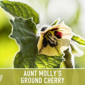 Aunt Molly's Ground Cherry Seeds | 25+ Seeds, Heirloom Fruit for Salsa, Jam, Physalis pruinosa image 10