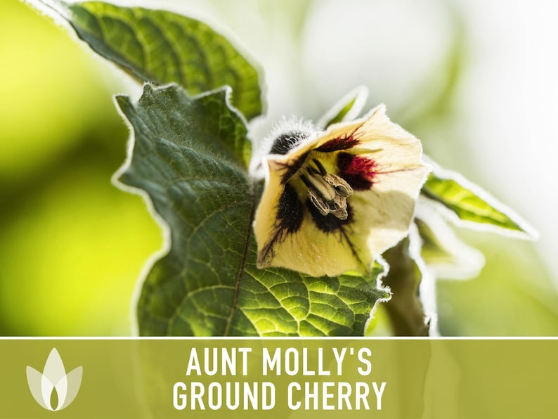 Aunt Molly's Ground Cherry Seeds | 25+ Seeds, Heirloom Fruit for Salsa, Jam, Physalis pruinosa image 10