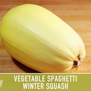 Vegetable Spaghetti Winter Squash Heirloom Seeds image 11