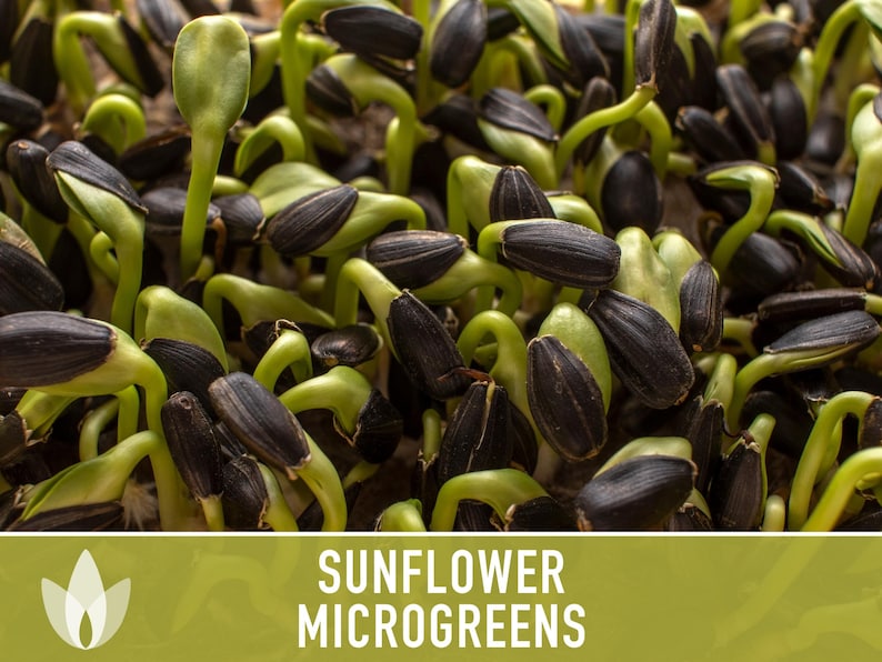 Sunflower Microgreens Black Oil Sunflower Heirloom Seeds Etsy