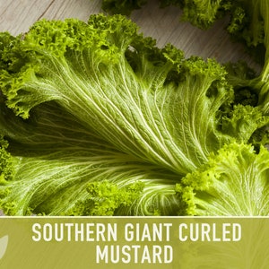 Southern Giant Curled Mustard Greens Heirloom Seeds image 3