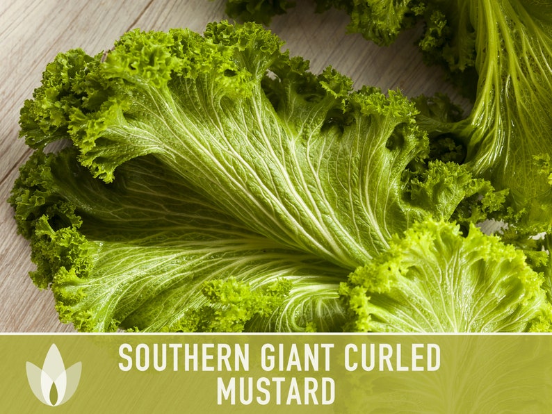 Southern Giant Curled Mustard Greens Heirloom Seeds image 3